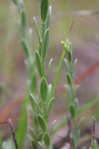 <i>Pimelea curviflora var. sericea</i> Curved Rice-flower <b>Surfcoast Provenance<b>