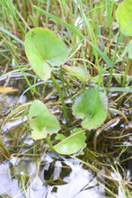 Load image into Gallery viewer, &lt;i&gt;Centella cordifolia&lt;/i&gt; Swamp Pennywort &lt;b&gt;Bellarine Provenance&lt;/b&gt;
