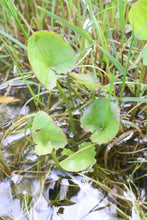 Load image into Gallery viewer, <i>Centella cordifolia</i> Swamp Pennywort <b>Bellarine Provenance</b>