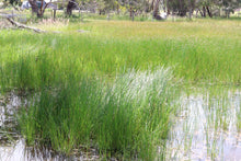 Load image into Gallery viewer, &lt;i&gt;Eleocharis acuta&lt;/i&gt; Common Spike-sedge
