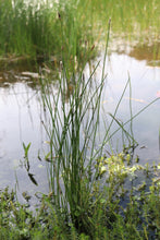 Load image into Gallery viewer, &lt;i&gt;Eleocharis acuta&lt;/i&gt; Common Spike-sedge
