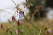 Load image into Gallery viewer, <i>Dianella longifolia</i> Pale Flax-Lily