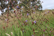 Load image into Gallery viewer, <i>Dianella longifolia</i> Pale Flax-Lily