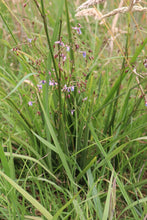 Load image into Gallery viewer, <i>Dianella longifolia</i> Pale Flax-Lily