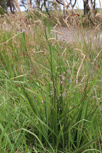 Load image into Gallery viewer, <i>Dianella longifolia</i> Pale Flax-Lily