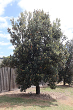 Load image into Gallery viewer, <i>Banksia Integrifolia</i> Coast Banksia