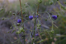 Load image into Gallery viewer, <i>Dianella longifolia</i> Pale Flax-Lily