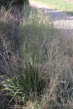 Load image into Gallery viewer, <i>Dianella longifolia</i> Pale Flax-Lily