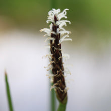 Load image into Gallery viewer, <i>Eleocharis acuta</i> Common Spike-sedge