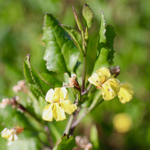 Load image into Gallery viewer, <i>Goodenia ovata</i> Hop Goodenia