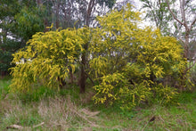 Load image into Gallery viewer, <i>Acacia acinacea</i> Gold Dust Wattle <b>Bellarine Provenance</b>