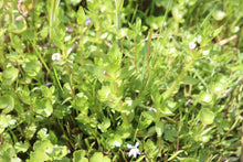 Load image into Gallery viewer, <i>Gratiola peruviana</i> Austral Brooklime <b>Bellarine Provenance</b>