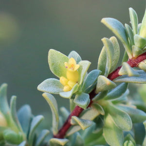 <i>Pimelea serpyllifolia subsp. serpyllifolia</i> Thyme Rice-flower