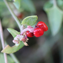 Load image into Gallery viewer, <i>Einadia nutans ssp. nutans</i> Nodding Saltbush