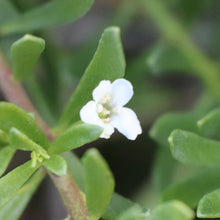 Load image into Gallery viewer, <i>Myoporum parvifolium</i> Creeping Myoporum <b>Geelong Provenance</b>