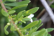Load image into Gallery viewer, &lt;i&gt;Myoporum parvifolium&lt;/i&gt; Creeping Myoporum &lt;b&gt;Geelong Provenance&lt;/b&gt;
