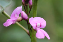 Load image into Gallery viewer, <i>Indigofera australis</i> Austral Indigo <b>Surf Coast</b>