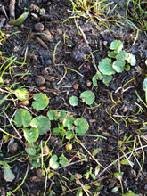 Load image into Gallery viewer, <i>Centella cordifolia</i> Swamp Pennywort <b>Bellarine Provenance</b>