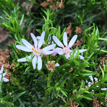 Load image into Gallery viewer, <i>Oleria Glutinosa</i> Sticky Daisy Bush