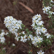 Load image into Gallery viewer, <i>Olearia ramulosa var. ramulosa</i> Twiggy Daisy Bush