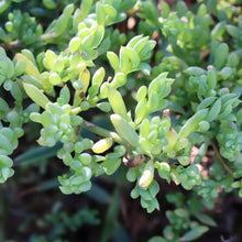Load image into Gallery viewer, <i>Threlkeldia diffusa</i> Coast Bonefruit