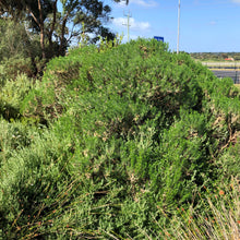 Load image into Gallery viewer, <i>Oleria Glutinosa</i> Sticky Daisy Bush