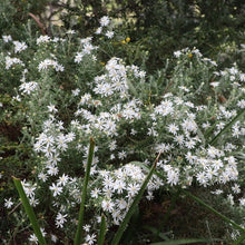 Load image into Gallery viewer, <i>Olearia ramulosa var. ramulosa</i> Twiggy Daisy Bush