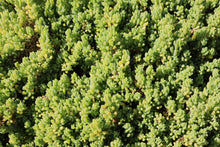 Load image into Gallery viewer, <i>Threlkeldia diffusa</i> Coast Bonefruit