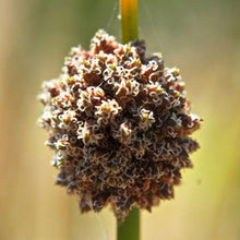 Load image into Gallery viewer, <i>Ficinia nodosa</i> Knobby Club-rush