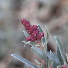 Load image into Gallery viewer, <i>Atriplex cinerea</i> Coast Saltbush