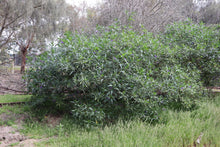 Load image into Gallery viewer, <i>Solanum laciniatum</i> Large Kangaroo Apple