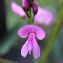Load image into Gallery viewer, <i>Indigofera australis</i> Austral Indigo <b>Surf Coast</b>