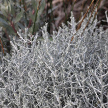 Load image into Gallery viewer, <i>Leucoophyta brownii</i> Cushion Bush