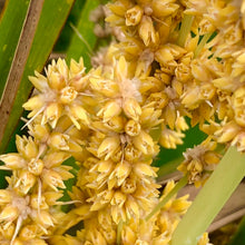 Load image into Gallery viewer, <i>Lomandra longifolia</i> Spiny-headed Mat-rush