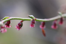 Load image into Gallery viewer, <i>Gonocarpus tetragynus</i> Common Raspwort