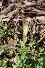 Load image into Gallery viewer, <i>Einadia nutans ssp. nutans</i> Nodding Saltbush