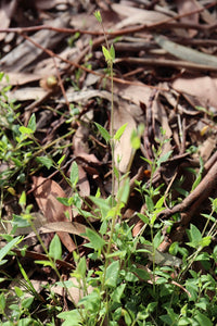<i>Einadia nutans ssp. nutans</i> Nodding Saltbush