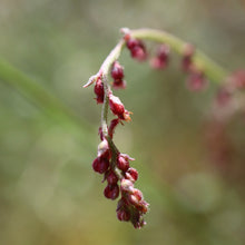 Load image into Gallery viewer, <i>Gonocarpus tetragynus</i> Common Raspwort