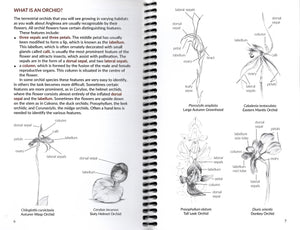 Orchids of the Anglesea District 4th ed. <b>Margaret MacDonald</b>