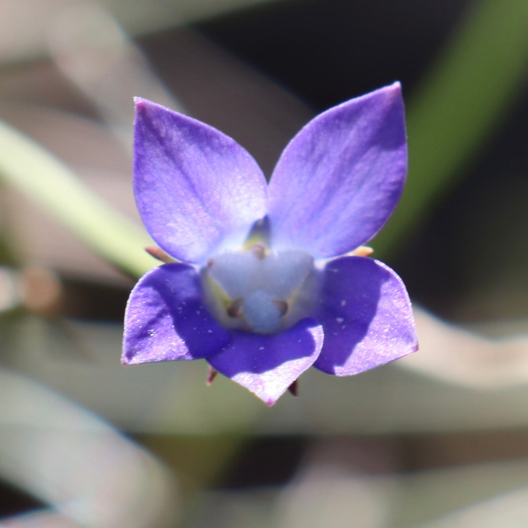 <i>Wahlenbergia gracilis</i> Sprawling Bluebell <b>Bellarine Provenance</b>