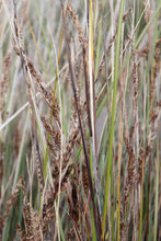 Load image into Gallery viewer, &lt;i&gt;Gahnia filum&lt;/i&gt; Chaffy Saw-sedge &lt;b&gt;Bellarine Provenance&lt;/b&gt;
