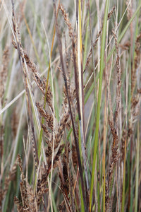 <i>Gahnia filum</i> Chaffy Saw-sedge <b>Bellarine Provenance</b>