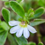 Scaevola albidia White Fairy Fan-Flower Bellarine Provenance