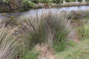 <i>Gahnia filum</i> Chaffy Saw-sedge <b>Bellarine Provenance</b>