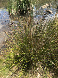 <i>Carex tereticaulis</i> Basket Sedge Poong'ort <b>Bellarine Provenance</b>