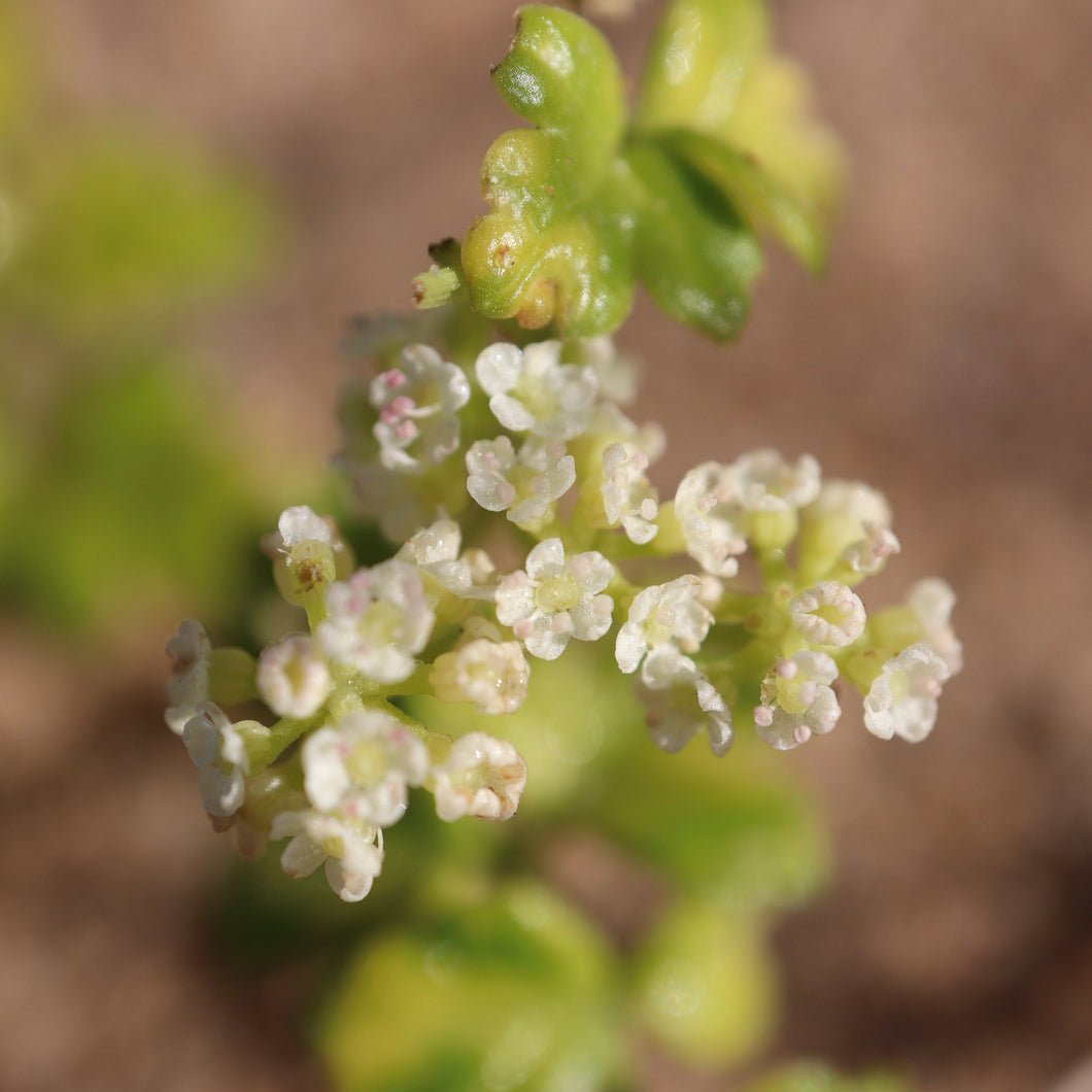 <i>Apium prostratum var. filiforme</i> Sea Celery <b>Bellarine Provenance</b>