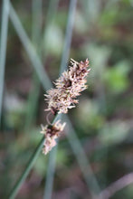 Load image into Gallery viewer, &lt;i&gt;Carex tereticaulis&lt;/i&gt; Basket Sedge Poong&#39;ort &lt;b&gt;Bellarine Provenance&lt;/b&gt;
