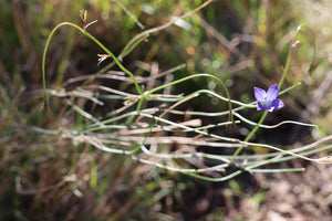 <i>Wahlenbergia gracilis</i> Sprawling Bluebell <b>Bellarine Provenance</b>