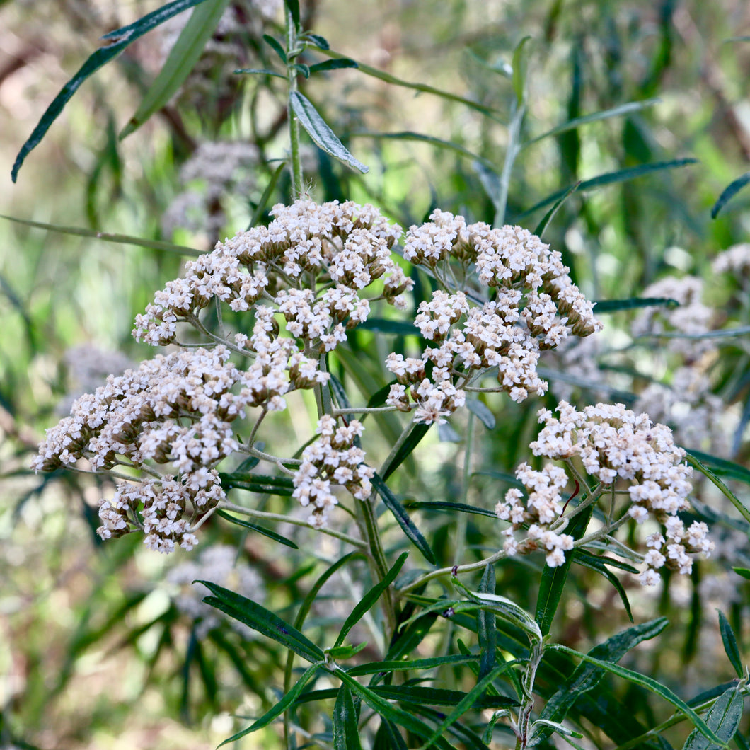 <i>Ozothamnus ferrugineus</i> Tree Everlasting <b>Bellarine Provenance</b>