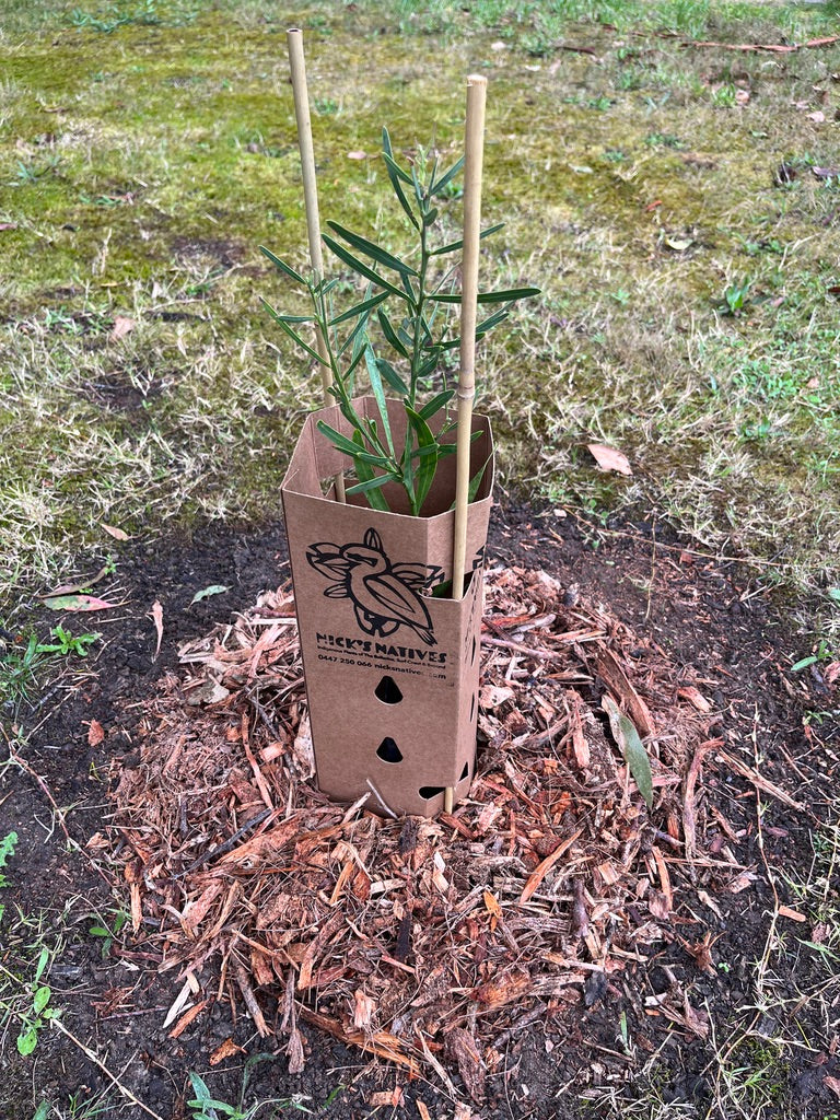 Biodegradable Plant Guard with 2 Bamboo stakes – Nick's Natives
